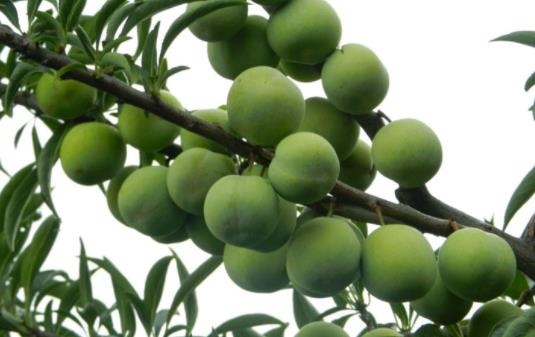 孕妇可以吃油桃吗?吃油桃会过敏吗?