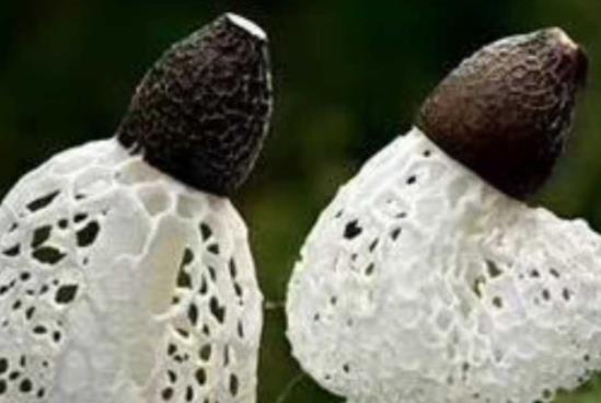 产妇可以吃竹荪吗?什么样的竹荪不能吃?