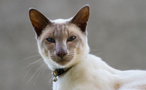 世界十大最聪明的猫排行榜,加拿大无毛猫最丑却最聪明