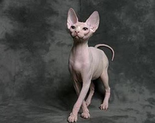 世界最温顺的猫排名,异国短尾猫很懒,波斯猫性情温顺