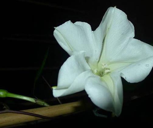 十种只在夜间开放的花,昙花一现很少人见,夜来香香味浓郁