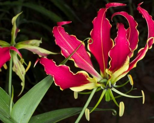 世界上最贵的10种鲜花,昙花是无价之宝,朱丽叶玫瑰很优雅