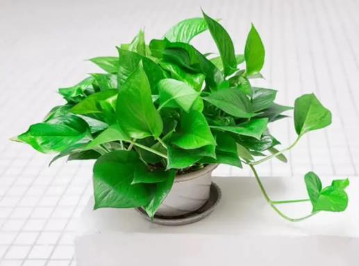 室内绿萝多久浇一次水?绿萝可以淋雨吗 室内绿萝多久浇一次水?绿萝可以淋雨吗