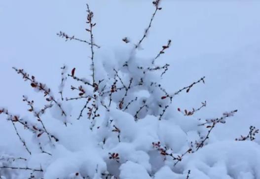 2023年12月老君山是不是每天都有雪?2023年老君山12月份封山吗 2023年12月老君山是不是每天都有雪?2023年老君山12月份封山吗