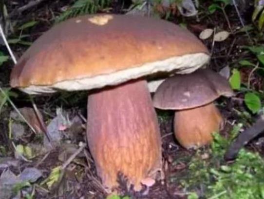 吃蘑菇会胖吗?蘑菇怎么吃好? 吃蘑菇会胖吗?蘑菇怎么吃好?