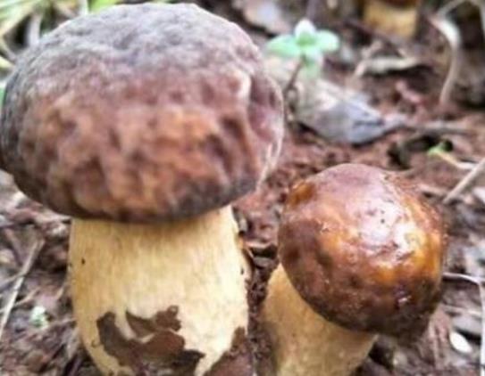 椒盐蘑菇选什么蘑菇?蘑菇芹菜怎么做好吃? 椒盐蘑菇选什么蘑菇?蘑菇芹菜怎么做好吃?