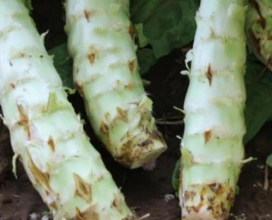 宝宝怎么吃莴笋叶有效?莴笋能与虾仁一起吃吗? 宝宝怎么吃莴笋叶有效?莴笋能与虾仁一起吃吗?