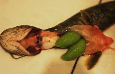 鱼身上四个部位要少吃:鱼腹黑膜、鱼胆、鱼头、淡水鱼生鱼片