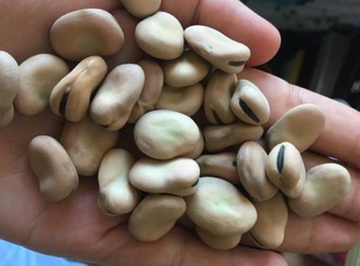 吃干蚕豆有哪些好处?吃干蚕豆要注意什么事项